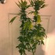 Насіння марихуани Jagg Kush fem. Delicious Seeds