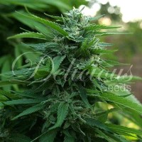 Lord Kush feminised (Delicious Seeds)