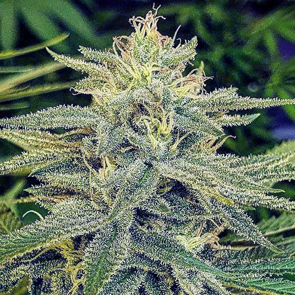 Семена марихуаны Lord Kush fem. Delicious Seeds