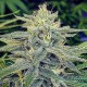Семена марихуаны Lord Kush fem. Delicious Seeds