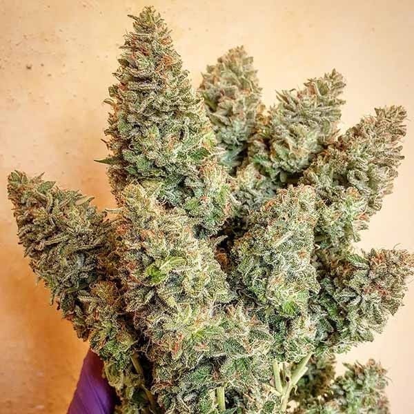 Семена марихуаны Lord Kush fem. Delicious Seeds