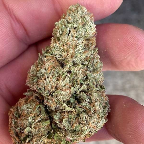 Семена марихуаны Lord Kush fem. Delicious Seeds