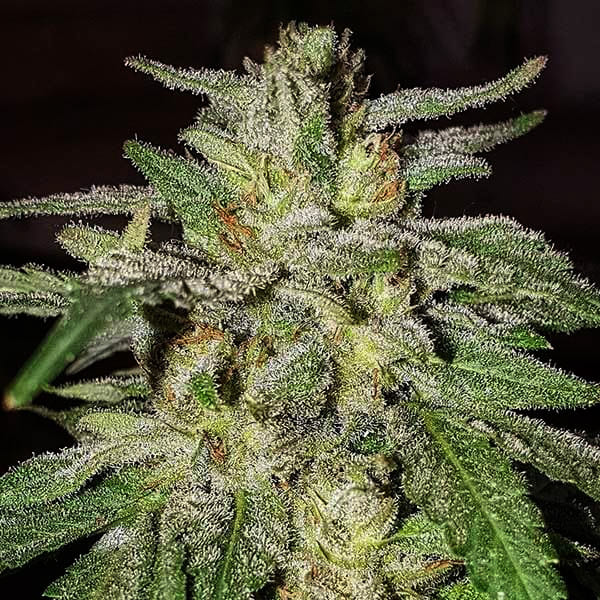 Семена марихуаны Lord Kush fem. Delicious Seeds