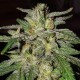 Семена марихуаны Lord Kush fem. Delicious Seeds