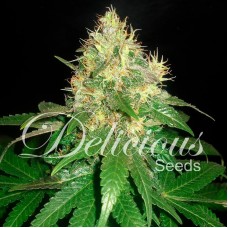 Northern Light Blue feminised (Delicious Seeds)