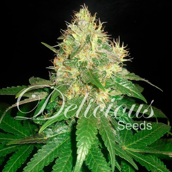 Семена марихуаны Northern Light Blue fem. Delicious Seeds