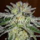 Семена марихуаны Northern Light Blue fem. Delicious Seeds