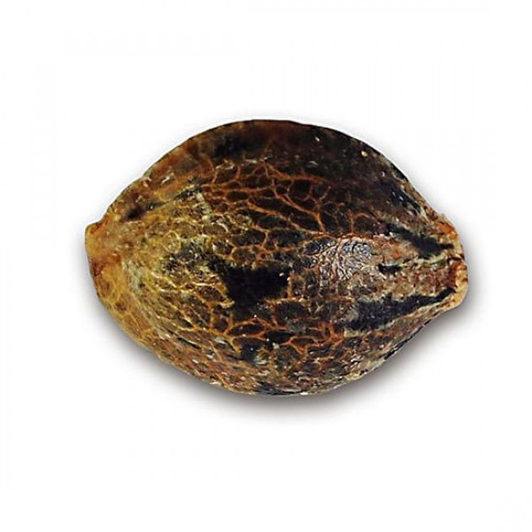 Семена марихуаны Northern Light Blue fem. Delicious Seeds