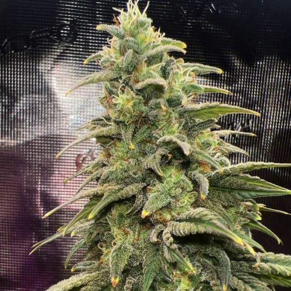 Семена марихуаны Northern Light Blue fem. Delicious Seeds