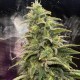 Семена марихуаны Northern Light Blue fem. Delicious Seeds