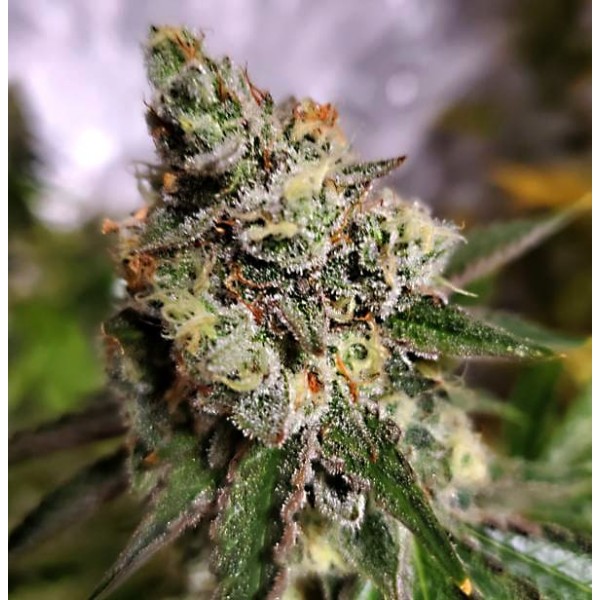 Семена марихуаны Northern Light Blue fem. Delicious Seeds