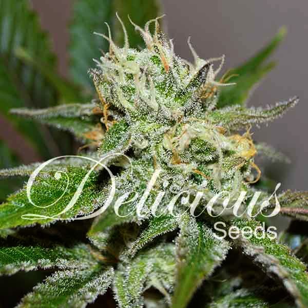 Семена марихуаны Original Juan Herer fem. Delicious Seeds