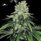 Семена марихуаны Sugar Candy fem. Delicious Seeds