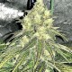 Семена марихуаны Sugar Candy fem. Delicious Seeds