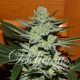 Семена марихуаны Unknown Kush fem. Delicious Seeds