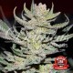 Семена марихуаны Unknown Kush reg. Delicious Seeds