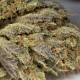 Насіння коноплі Dinafem auto Amnesia CBD feminised