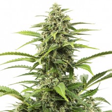 Critical + auto feminised (Dinafem)