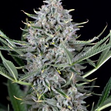 Dinafem auto Cookies feminised