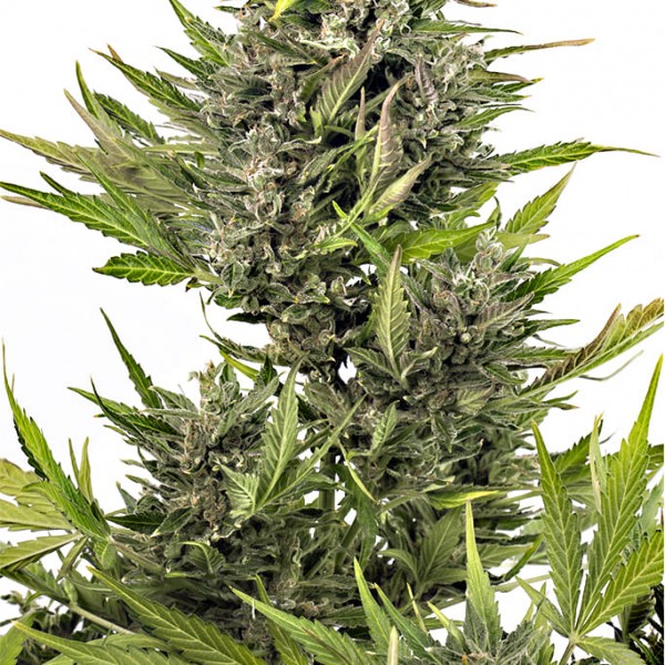 Семена конопли Dinafem auto Critical + CBD feminised