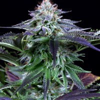 Dinafem auto Dinamed Kush CBD feminised