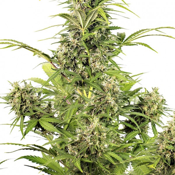 Семена конопли Dinafem auto White Widow CBD feminised