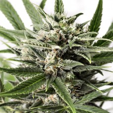 Dinafem auto Blue Amnesia XXL feminised