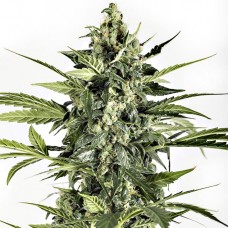 Dinafem auto Blue Cheese feminised