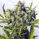 Насіння коноплі Dinafem auto Blue Critical feminised