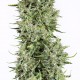 Семена конопли Dinafem auto Blue Kush feminised