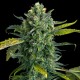 Семена конопли Dinafem auto Blue Kush feminised