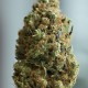 Семена конопли Dinafem auto Blue Kush feminised