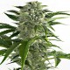 Насіння коноплі Dinafem auto Bubba Kush feminised