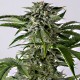 Насіння коноплі Dinafem auto Bubba Kush feminised