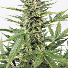 Dinafem auto Cheese XXL feminised