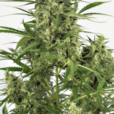 Dinafem auto Critical + 2.0 feminised