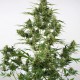 Насіння коноплі Dinafem auto Critical + 2.0 feminised