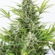 Насіння коноплі Dinafem auto Critical Cheese feminised