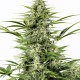 Семена конопли Dinafem auto Dinamex feminised