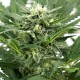 Семена конопли Dinafem auto Dinamex feminised