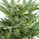 Семена конопли Dinafem auto Dinamex feminised