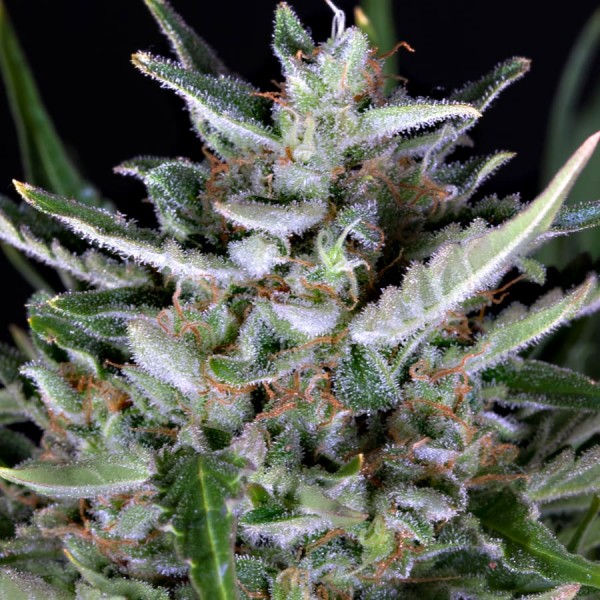 Насіння коноплі Dinafem auto Gorilla feminised