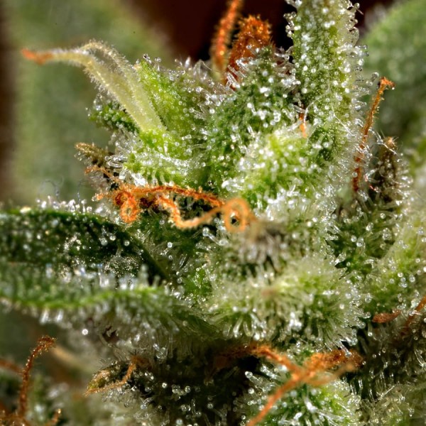 Насіння коноплі Dinafem auto Gorilla feminised