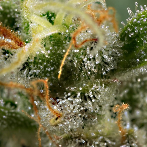 Насіння коноплі Dinafem auto Gorilla feminised