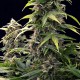 Насіння коноплі Dinafem auto Haze 2.0 feminised
