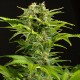Насіння коноплі Dinafem auto Haze XXL feminised