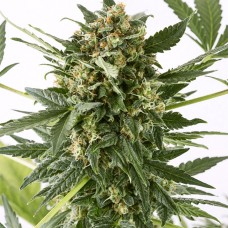 Dinafem auto Kush'N'Cheese feminised