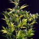 Насіння коноплі Dinafem auto Kush'N'Cheese feminised