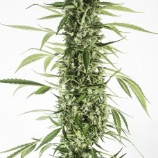 Dinafem auto Moby Dick XXL feminised