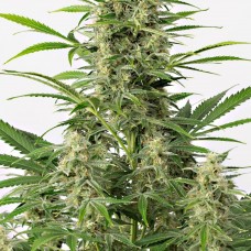 Dinafem auto Sour Diesel feminised